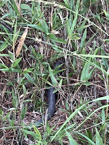 Northern Cottonmouth