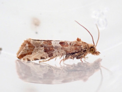 Lobesia littoralis