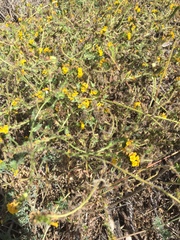 Amsinckia spectabilis