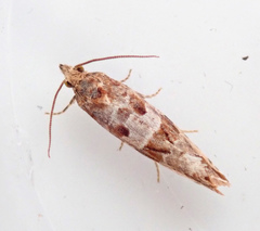Lobesia littoralis