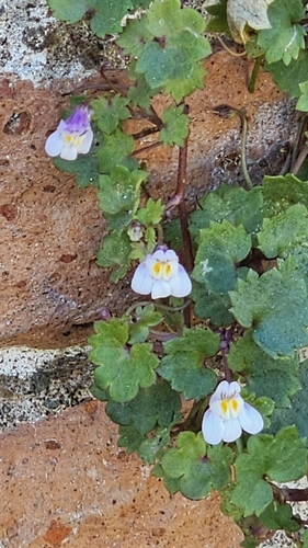 Ivy-leaved toadflax