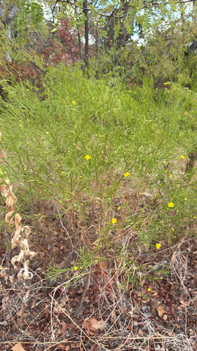 prairie broomweed