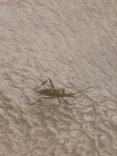 Western Conifer Seed Bug