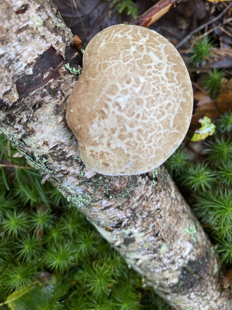 birch polypore · September 2026 · photo: Photo: (c) Barry Cottam, some rights reserved (CC BY) · iNaturalist