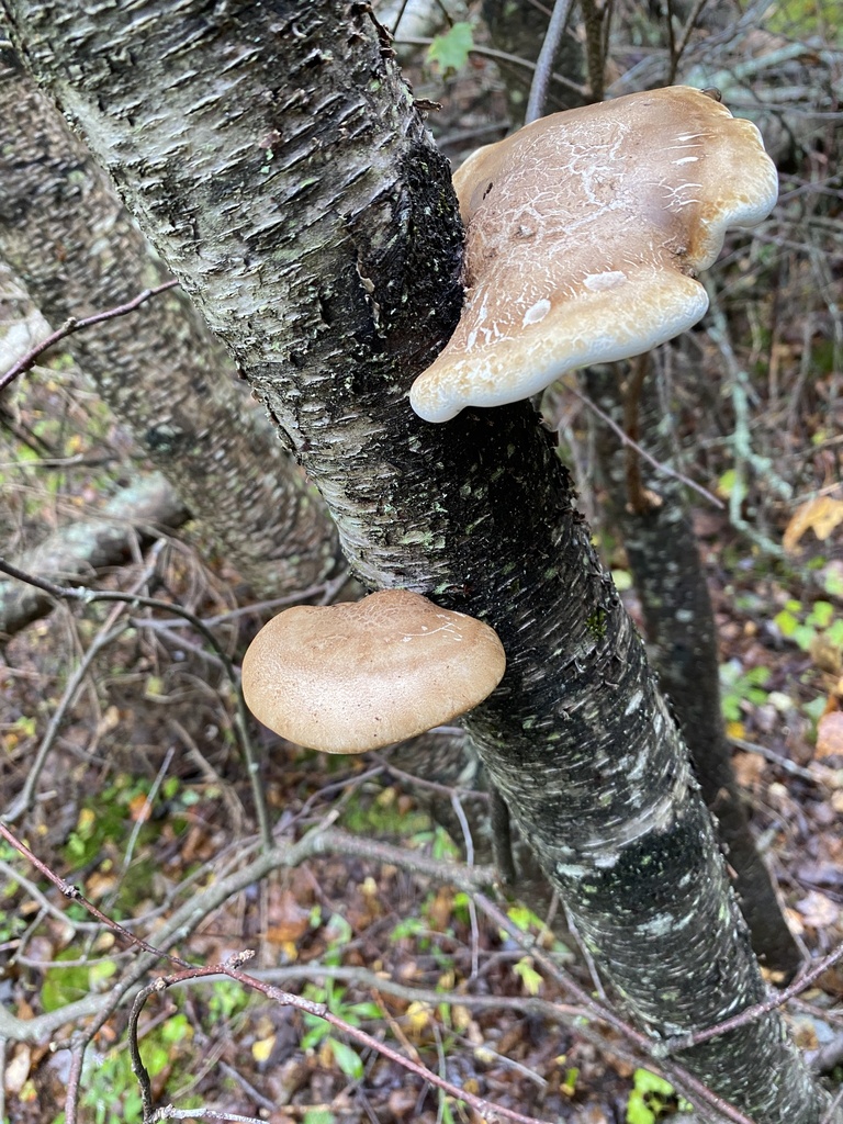 birch polypore · September 2026 · photo: Photo: (c) Barry Cottam, some rights reserved (CC BY) · iNaturalist