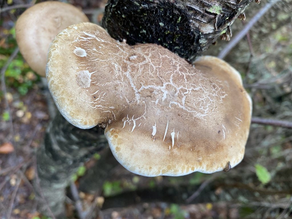 birch polypore · September 2026 · photo: Photo: (c) Barry Cottam, some rights reserved (CC BY) · iNaturalist