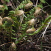 Chinese Shield Fern - Photo no rights reserved, uploaded by 葉子