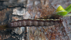 Syngrapha microgamma