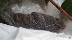 Syngrapha microgamma