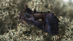 Syngrapha microgamma