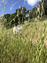 Delphinium variegatum