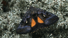 Syngrapha microgamma