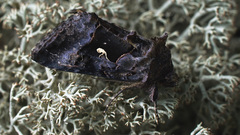 Syngrapha microgamma