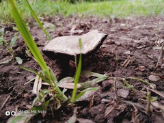 Agaricus