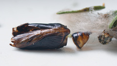 Syngrapha microgamma