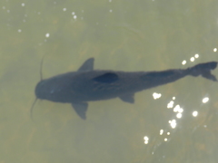 Steindachneridion melanodermatum