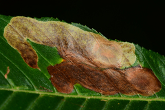 Cameraria aesculisella