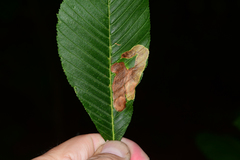 Cameraria aesculisella