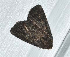 Euplexia borbonica