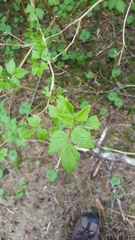Rubus spectabilis spectabilis