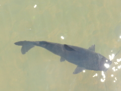 Steindachneridion melanodermatum