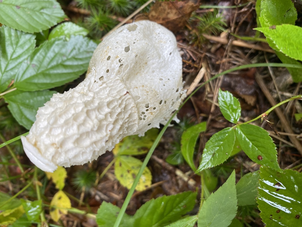 Skirted Stinkhorn · September 2026 · photo: Photo: (c) Barry Cottam, some rights reserved (CC BY) · iNaturalist