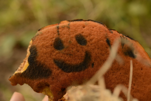 Deceiving Bolete (Suillellus queletii)