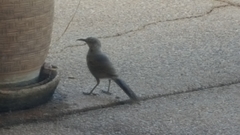 Toxostoma curvirostre