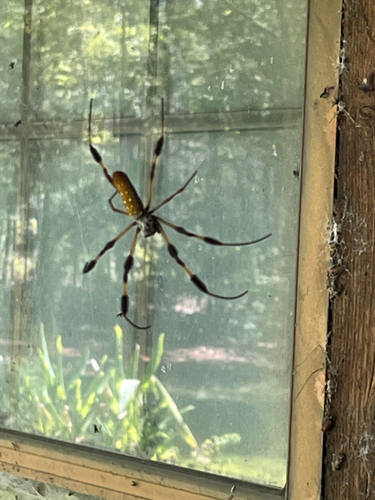 Golden Silk Spider