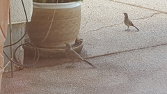 Toxostoma curvirostre