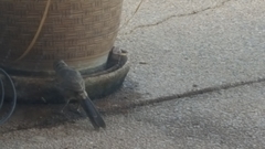 Toxostoma curvirostre