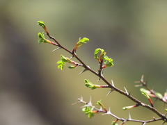 Rosa sericea morrisonensis