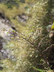 Rosa sericea morrisonensis