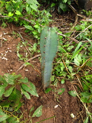 Cereus stenogonus