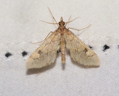 Choristostigma elegantalis