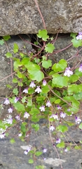 Cymbalaria muralis