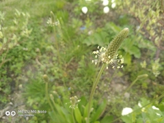 Plantago lanceolata