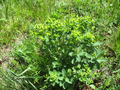 Euphorbia jenisseiensis