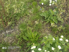 Plantago lanceolata