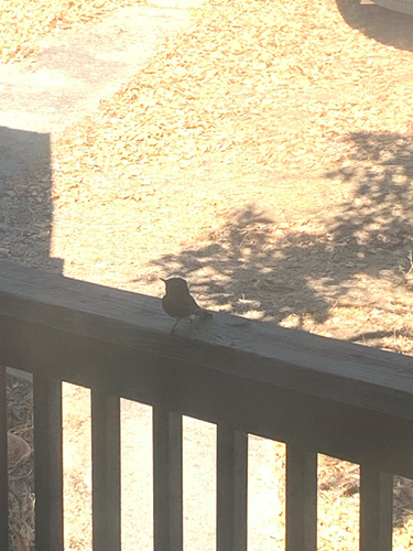Black Phoebe