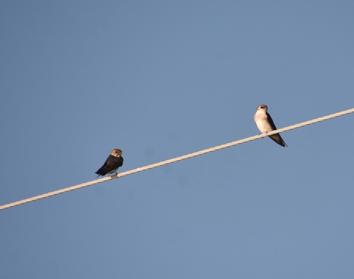 Violet-green Swallow