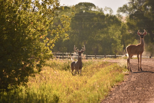 White-tailed Deer