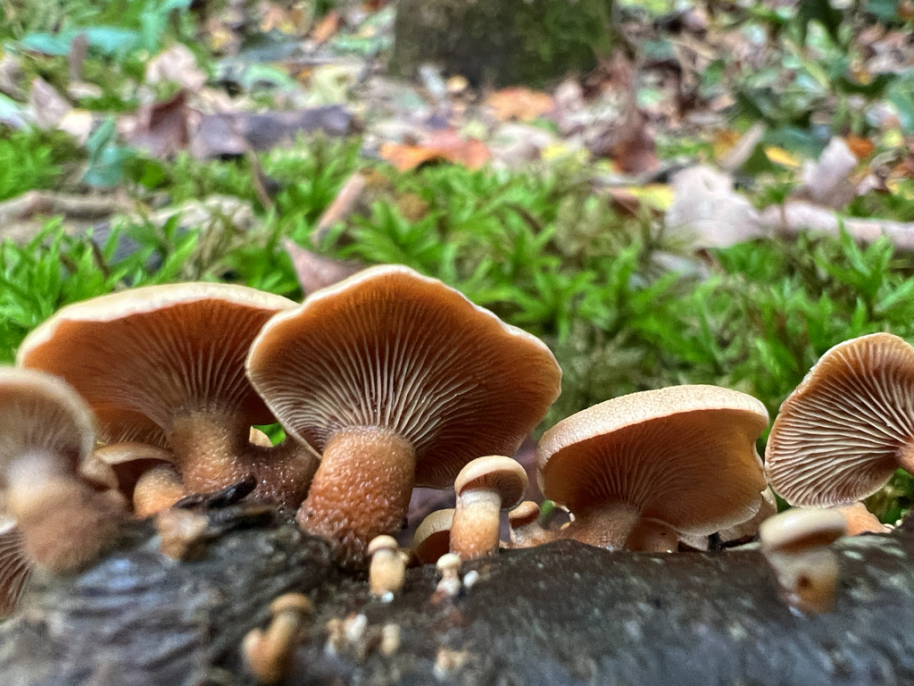 Luminescent Panellus · September 2026 · photo: Photo: (c) Deana Tempest Thomas, some rights reserved (CC BY) · iNaturalist