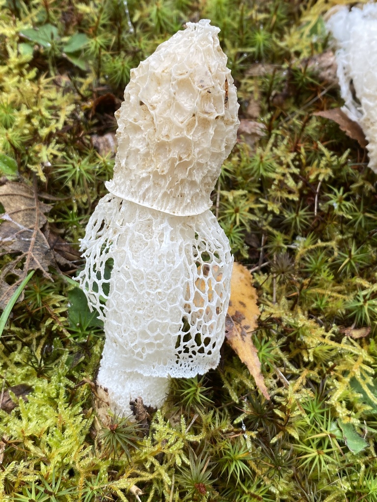 Skirted Stinkhorn · September 2026 · photo: Photo: (c) Barry Cottam, some rights reserved (CC BY) · iNaturalist