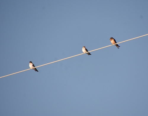 Barn Swallow