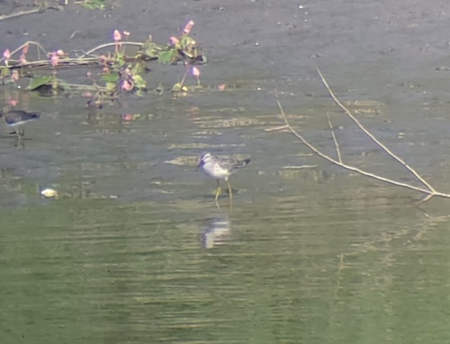 Stilt Sandpiper