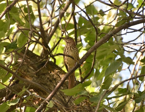 Brown Thrasher