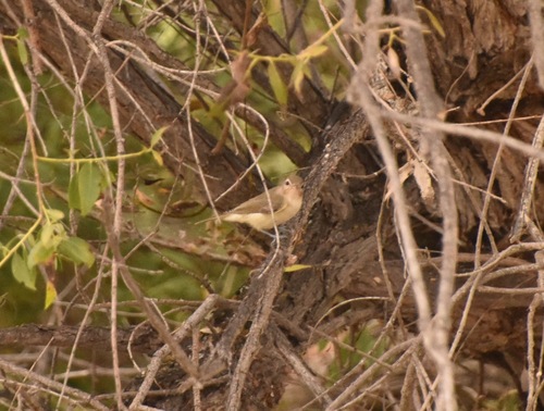 Western Warbling Vireo
