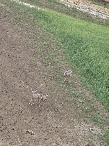Rocky Mountain Mule Deer