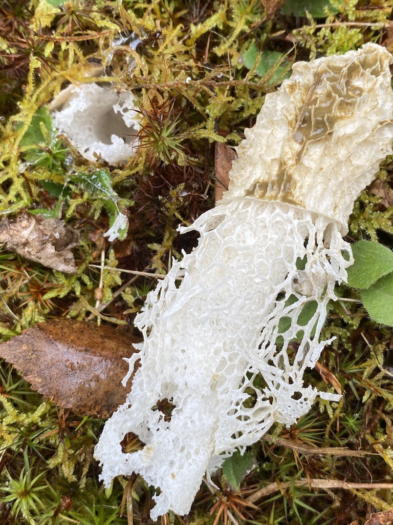Skirted Stinkhorn · September 2026 · photo: Photo: (c) Barry Cottam, some rights reserved (CC BY) · iNaturalist